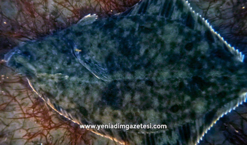 Dip çamuru temizliği İzmit Körfezi'ne yunusları geri getirdi