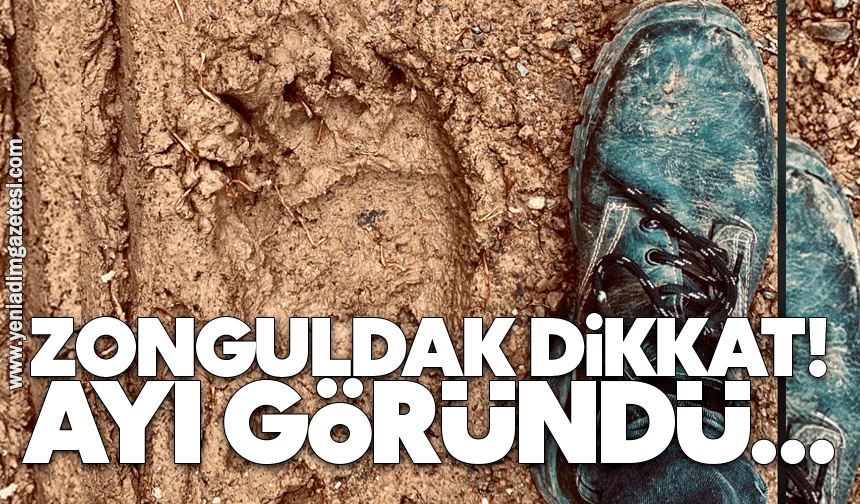 Zonguldak dikkat! Ayı göründü...