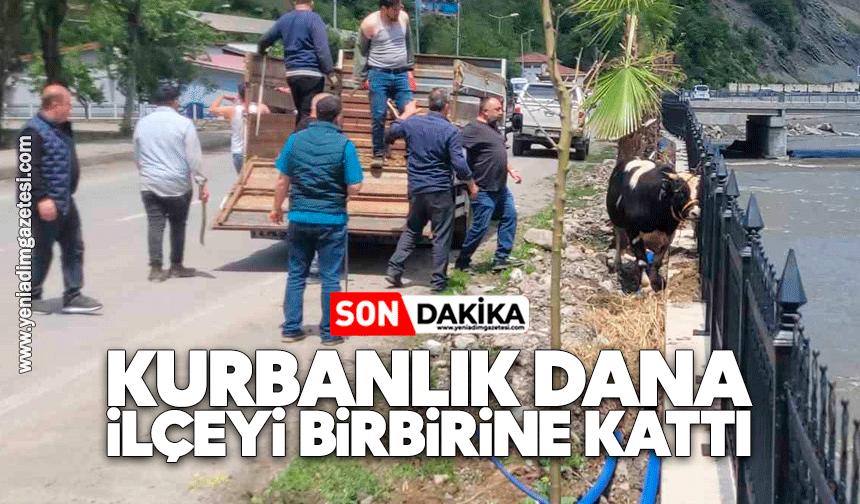 Kurbanlık dana ilçeyi birbirine kattı