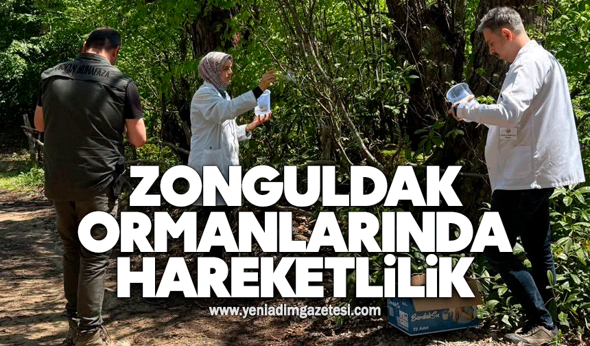 Zonguldak ormanlarında hareketlilik