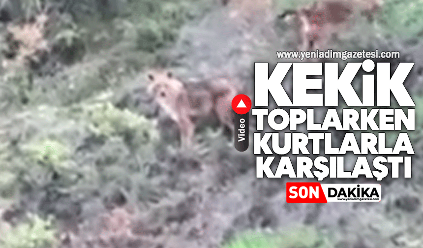 Kekik toplarken kurtlarla karşılaştı