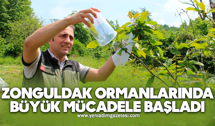 Zonguldak ormanlarında büyük mücadele başladı