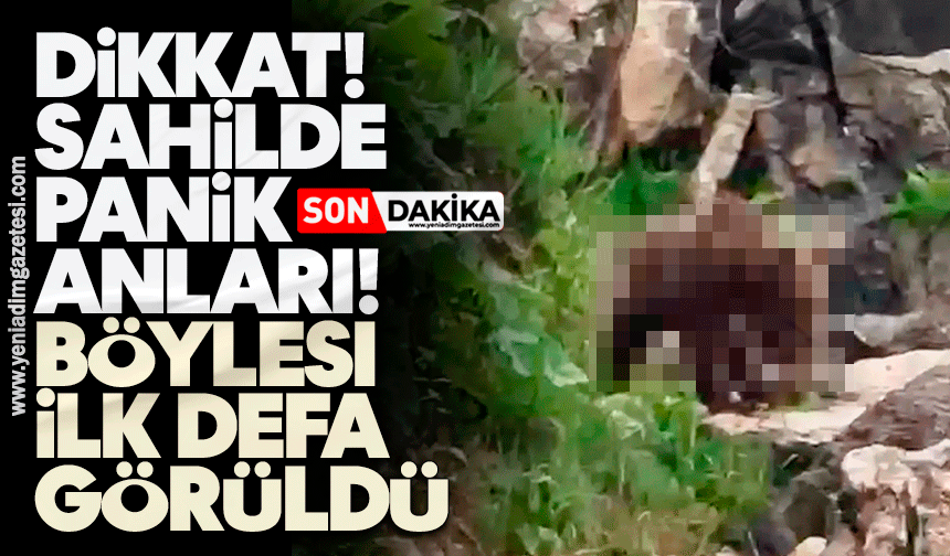 Dikkat! Sahilde panik anları: Böylesi ilk defa görüldü