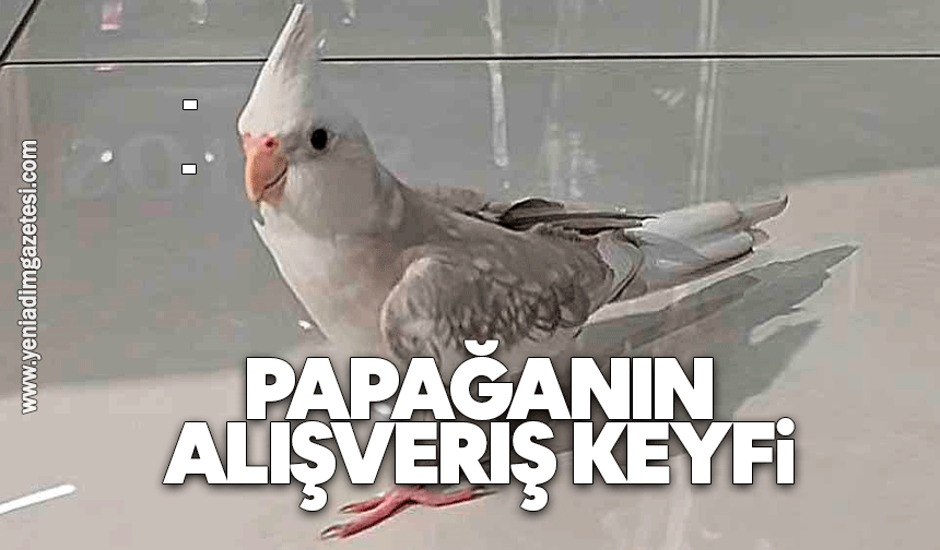 Papağanın alışveriş keyfi