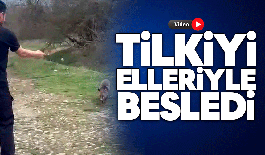 Yanına yaklaşan tilkiyi elleriyle besledi