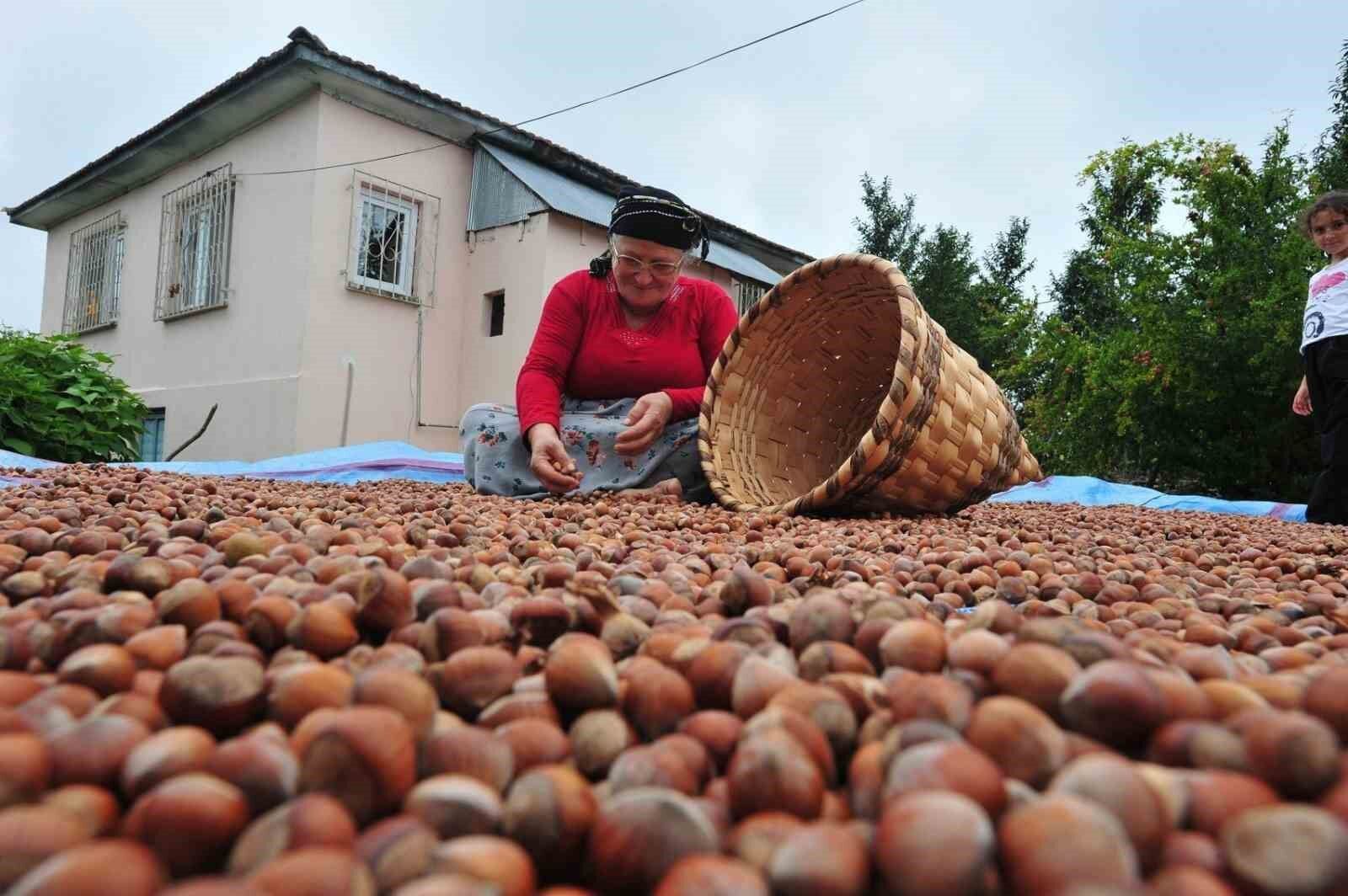 Düzce'den AB ülkelerine 5 bin 291 ton fındık ihraç edildi
