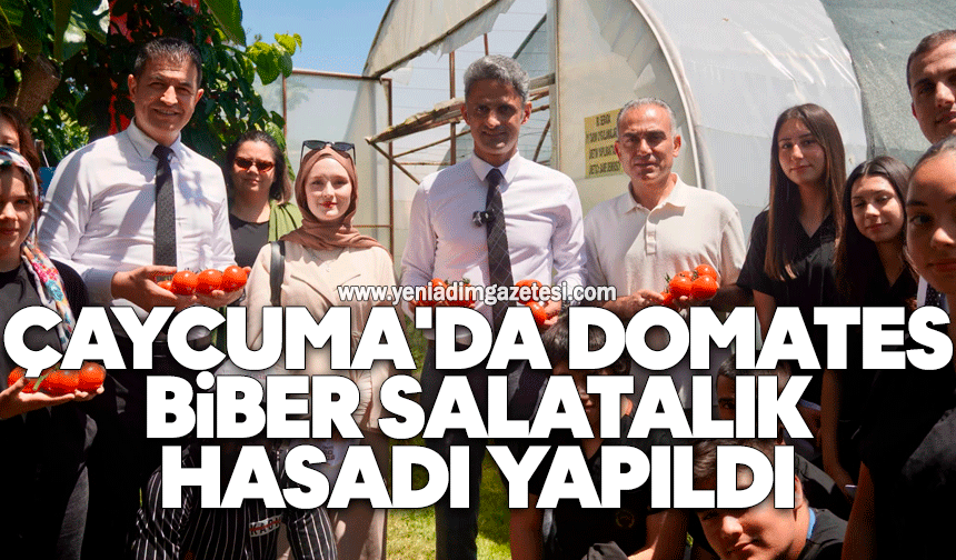 Çaycuma'da domates biber salatalık hasadı yapıldı