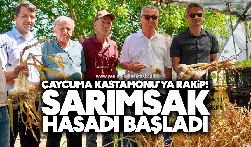 Çaycuma Kastamonu'ya rakip: Sarımsak hasadı başladı