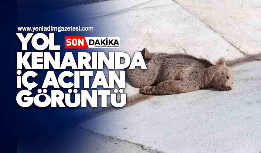Yol kenarında iş acıtan görüntü