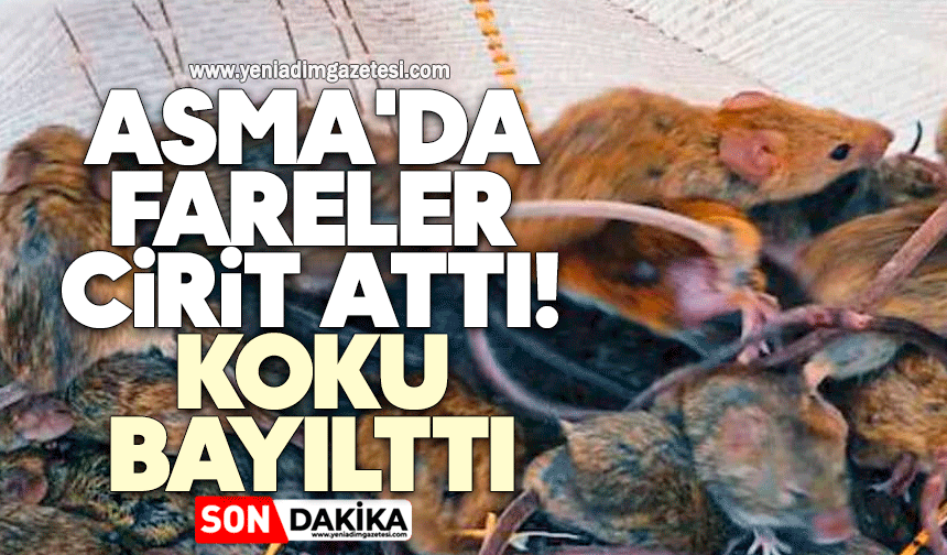 Asma'da fareler cirit attı! Koku bayılttı