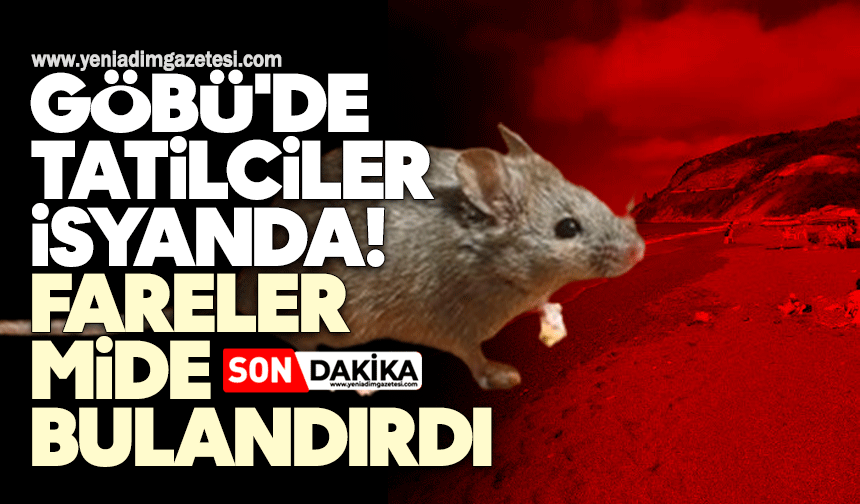 Göbü'de tatilciler isyanda: Fareler mide bulandırdı