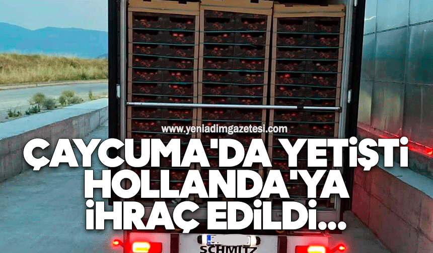 Çaycuma'da yetişti Hollanda'ya ihraç edildi