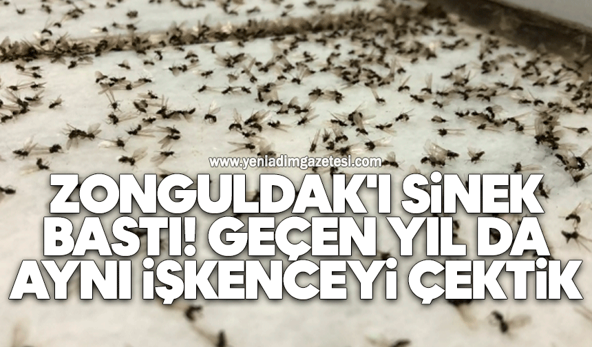 Zonguldak'ı sinek bastı! Geçen yıl da aynı işkenceyi çektik