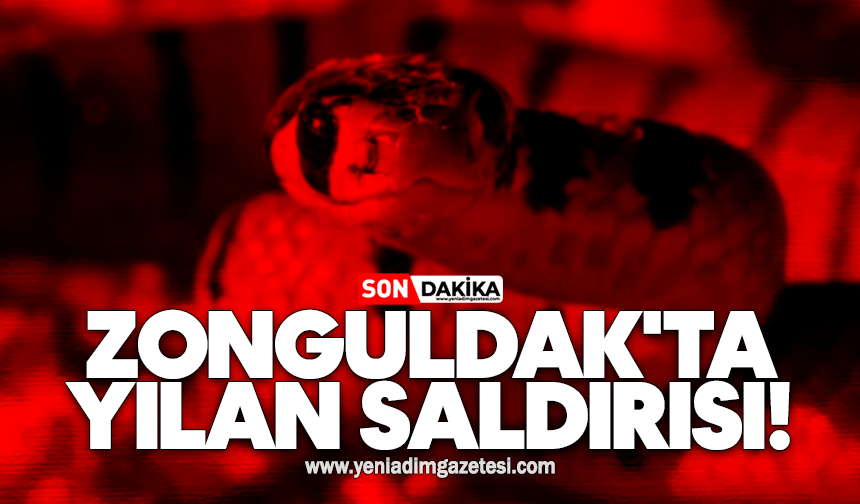 Zonguldak'ta yılan saldırısı!