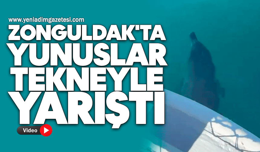 Zonguldak'ta yunuslar tekneyle yarıştı