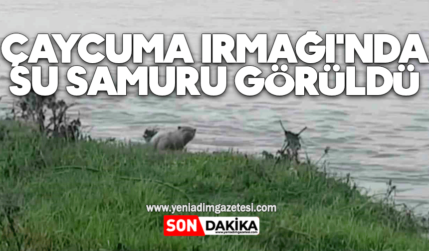 Çaycuma Irmağı'nda su samuru görüntülendi