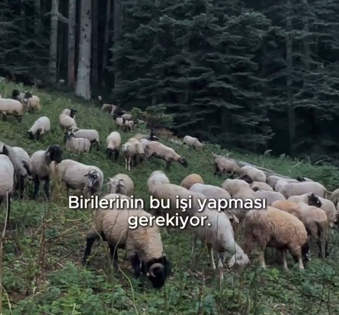 Belediye Başkanı Bozkurt'tan hayvan yetiştiriciliğine destek