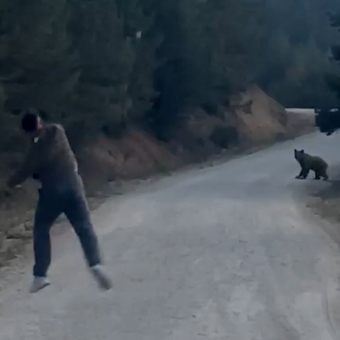 Bolu'da karşılarına çıkan ayıyı taşla kovaladılar