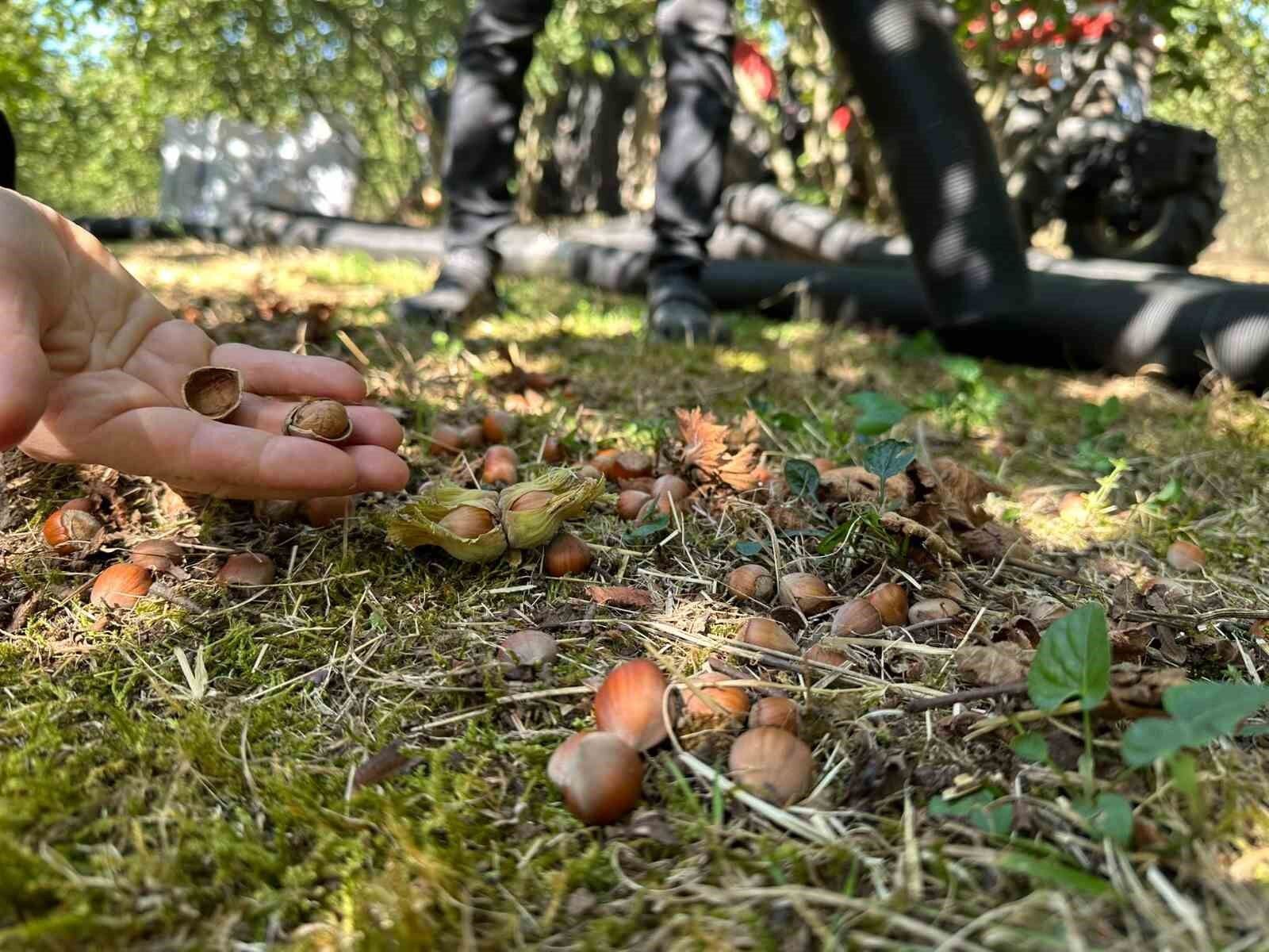 Düzce'de tarımsal üretim sahada yakından takip ediliyor