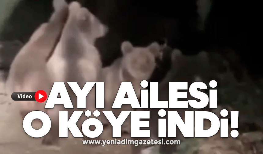 Köyde anne ayı ve 3 yavrusu görüntülendi