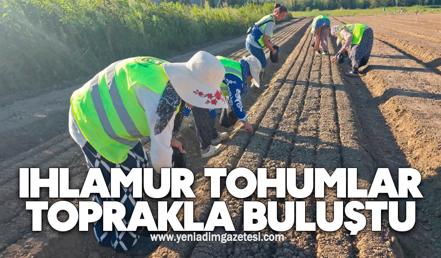 Ihlamur tohumlar toprakla buluştu