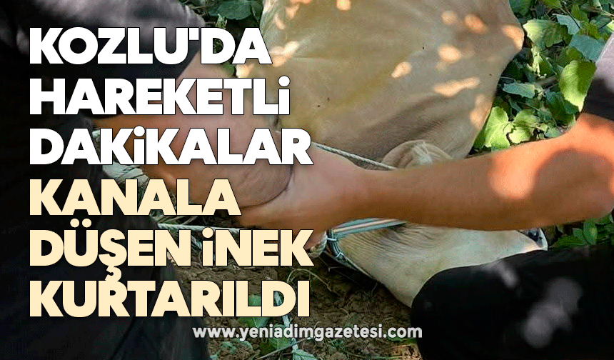Kozlu'da hareketli dakikalar: Kanala Düşen İnek kurtarıldı