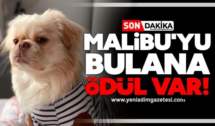 Malibu'yu bulana ödül var!
