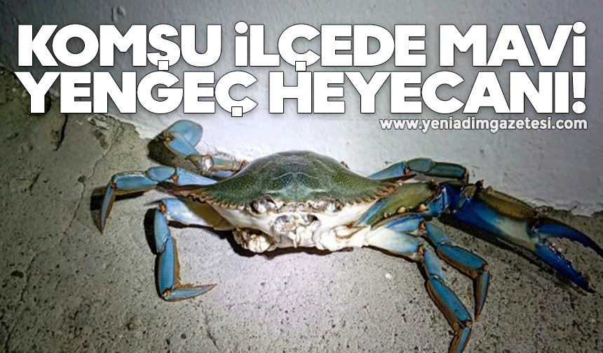Balıkçıların oltasına mavi yengeç takıldı