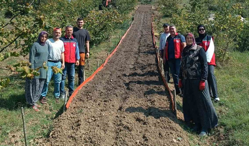 Kumluca'da Salep dikimi gerçekleştirildi