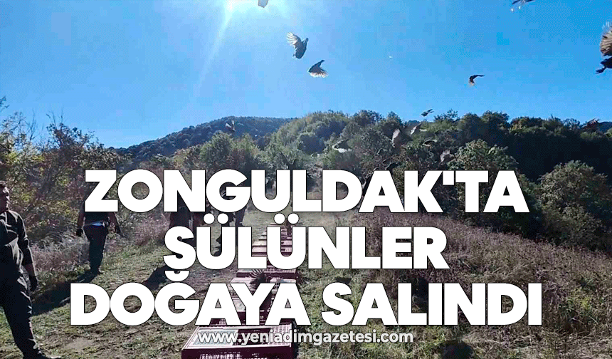 Zonguldak'ta yaban hayatını desteklemek için sülünler doğaya salındı