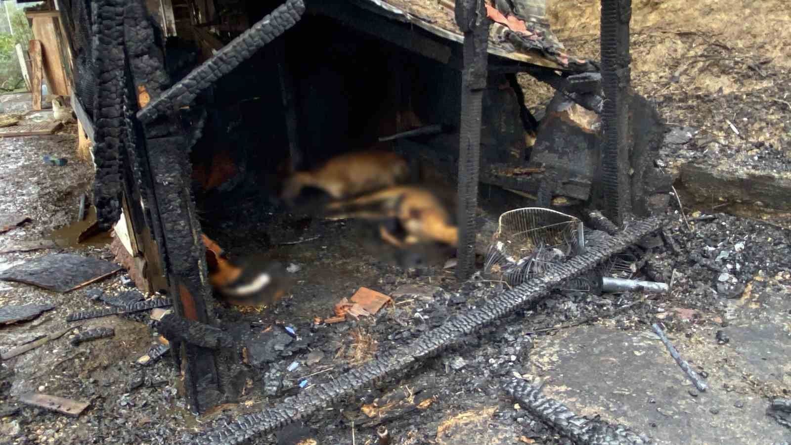 Ahır yangını: 34 hayvan telef oldu