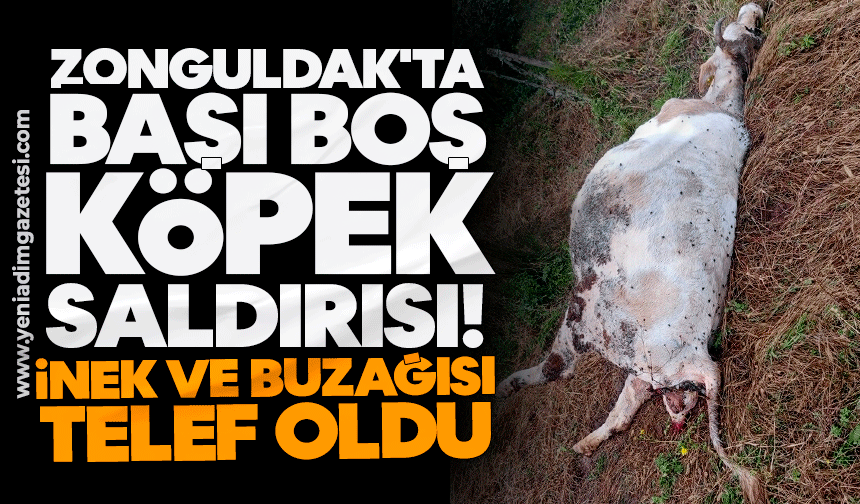Zonguldak'ta başı boş köpek saldırısı! İnek ve buzağısı telef oldu