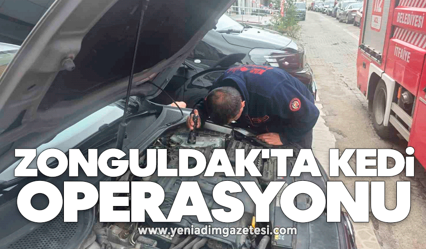Zonguldak'ta kedi operasyonu